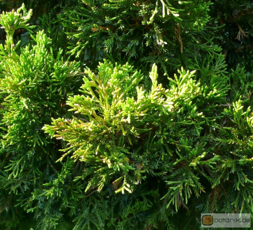 Juniperus virginiana canaertii -- Canaert's Zypressen-Wacholder